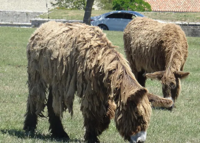 Pause A En Re بيت للعطل